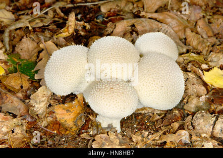 Gemeinsamen Puffball - Lycoperdon perlatum Stockfoto