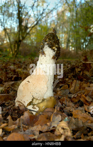 Stinkmorchel - Phallus impudicus Stockfoto