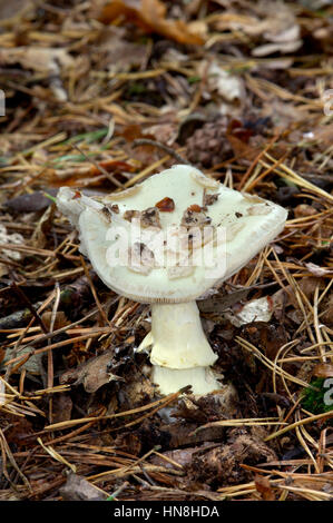 Falsche Deathcap - Amanita citrina Stockfoto