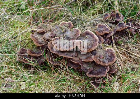 Earthfan - Thelephora terrestris Stockfoto