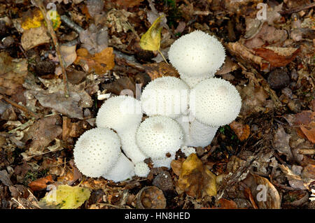 Gemeinsamen Puffball - Lycoperdon perlatum Stockfoto