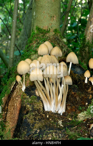 Gemeinsame Inkcap - Coprinopsis atramentaria Stockfoto