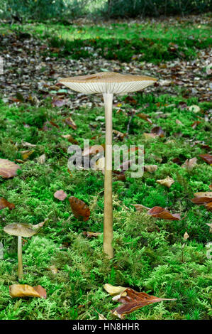 Bewurzelung Schaft - Xerula radicata Stockfoto