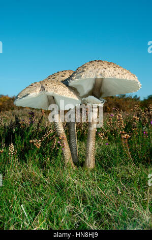 Sonnenschirm - Macrolepiota procera Stockfoto