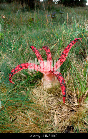 Des Teufels Finger - Clathrus archeri Stockfoto