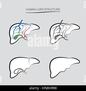 Menschliche Leber Struktur. Die internen Organ Symbole gesetzt Stock Vektor