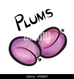 Pulms isoliert. Pflaume Frucht Label Design. Hand gezeichnet Aquarell Beeren. Vector Illustration Collection. Stock Vektor