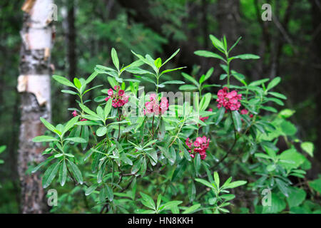 Kalmia Polifolia, aka Bog Laurel in Blüte entlang Wanderweg im Wald in Temagami Seen, Ontario, Kanada Stockfoto