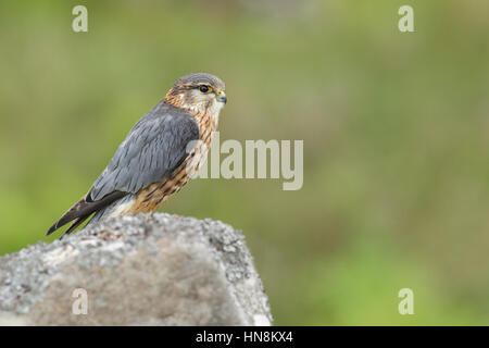 Merlin (Falco columbarius) erwachsenen männlichen, auf Felsen, Pennines, West Yorkshire, England, Juni Stockfoto