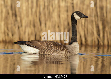 Kanadagans (Branta Canadensis) eingeführten Arten, Erwachsene, schwimmen neben Schilfbeetes, an Stelle des ehemaligen Tagebau Zeche St. Aidans RSPB Reserve, wir Stockfoto