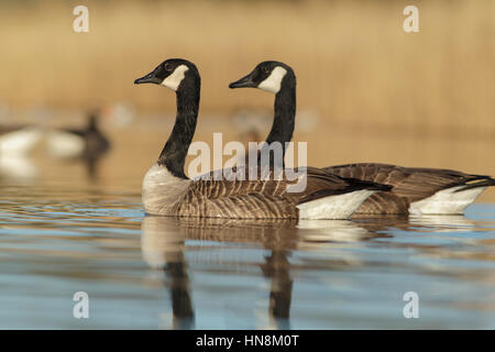 Kanadagans (Branta Canadensis) eingeführten Arten, Erwachsenen paar, schwimmen neben Schilfbeetes, an Stelle des ehemaligen Tagebau Zeche St. Aidans RSPB Reserv Stockfoto