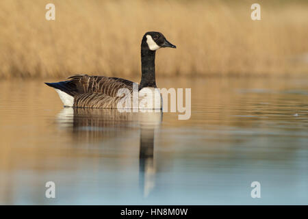 Kanadagans (Branta canadensis) eingeführten Arten, Erwachsene, ruht neben Schilfrohr, auf dem Gelände des ehemaligen Tagebaus Coal Mine, St. Aidans RSPB Reservat, Wes Stockfoto