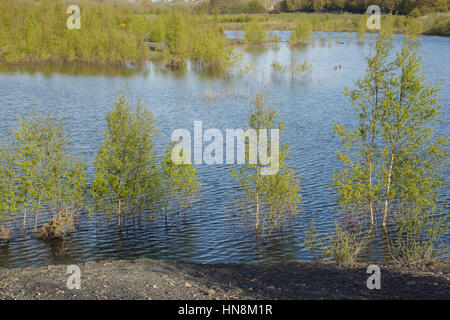 Junge Hänge-birke (Betula pendula) Bäume unter Wasser bei Überschwemmungen, letchmire weiden Nature Reserve, Allerton Bywater, West Yorkshire, England, Ma Stockfoto