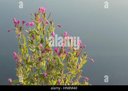 Großen Weidenröschen (Epilobium Hirsutum), Blüte vom Rand des Sees, Allerton Bywater, West Yorkshire, England, August Stockfoto