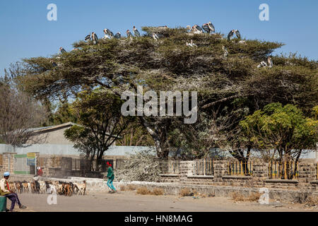 Marabu Störche sitzt In einem Baum, Ziway, Äthiopien Stockfoto