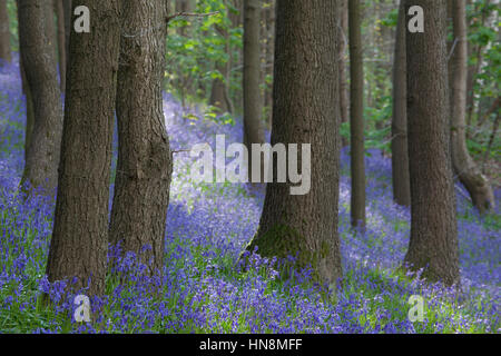 Ein Teppich aus Glockenblumen im späten Frühjahr am Elland Parkwald in der Nähe von Elland, West Yorkshire, Großbritannien Stockfoto