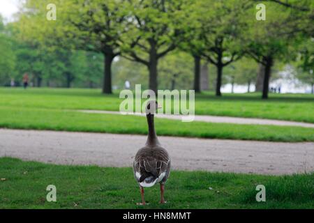 Ein Bild von Enten genießen das schöne Wetter und dem grünen Rasen am Hyde Park, London Stockfoto