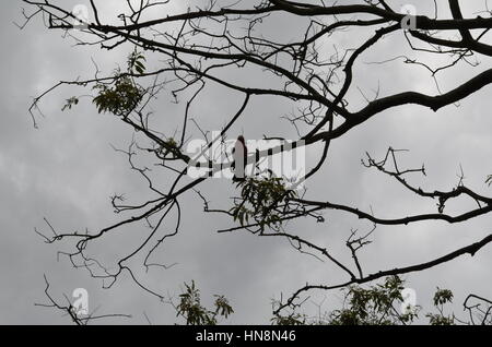 Schwarz / weiß-Schuss der Vogel sitzt im Baum Australien Stockfoto