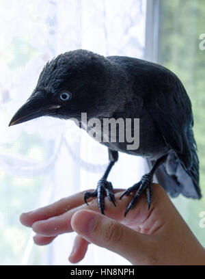 handgefertigte Vogel Dohle hautnah, keine Angst vor Menschen Stockfoto