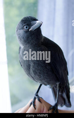 handgefertigte Vogel Dohle hautnah, keine Angst vor Menschen Stockfoto