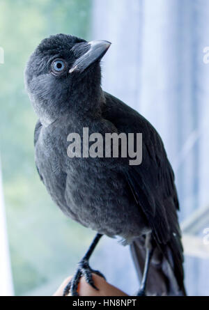 handgefertigte Vogel Dohle hautnah, keine Angst vor Menschen Stockfoto