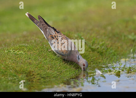 Eurasische Turteltaube (Streptopelia Turtur) Erwachsenen Trinken aus Teich Eccles-on-Sea, Norfolk, Juli Stockfoto