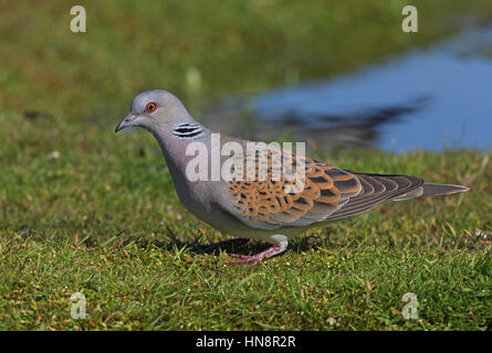 Eurasische Turteltaube (Streptopelia Turtur) Erwachsenen stehen auf kurzen Rasen Teich Eccles-on-Sea, Norfolk, Juni Stockfoto