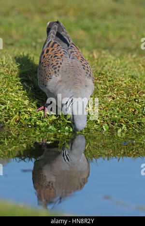 Eurasische Turteltaube (Streptopelia Turtur) Erwachsenen Trinken aus Teich Eccles-on-Sea, Norfolk, Juni Stockfoto