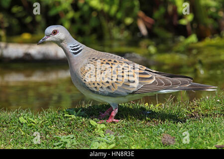 Eurasische Turteltaube (Streptopelia Turtur) Erwachsener tatenlos Teich Eccles-on-Sea, Norfolk, Juli Stockfoto