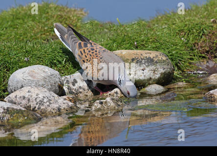 Eurasische Turteltaube (Streptopelia Turtur) Erwachsenen Trinken aus Teich Eccles-on-Sea, Norfolk, Mai Stockfoto