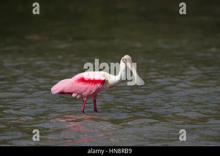 Rosige Löffler Ajaia Ajaja Fütterung in der Lagune auf der Golf-Küste Florida USA Stockfoto