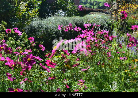 Kelch und Gärten, Glastonbury, Somerset, Avalon, Großbritannien Stockfoto