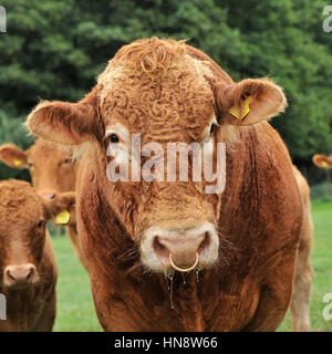 Stammbaum South Devon Rinder Stockfoto