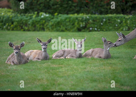 Familie Schwarz Tailed Deer überprüft, die von ihrer Mutter, in Parksville, auf Vancouiiver Insel. Britisch-Kolumbien. Kanada. Stockfoto