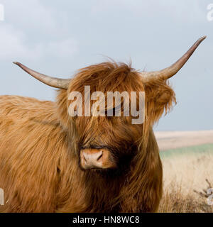 Highland-Kuh Stockfoto