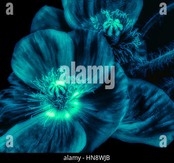 Florale Kunst still life Low Key Makro Blume Portrait von Neon, sanftes Licht grün blau Island Mohn Blüten auf schwarzem Hintergrund Stockfoto