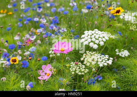 Natürlichen Wildblumen auf dem Display. Stockfoto