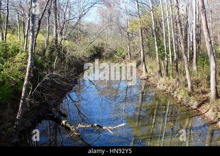 Die Kurve im Bach im Wald. Stockfoto