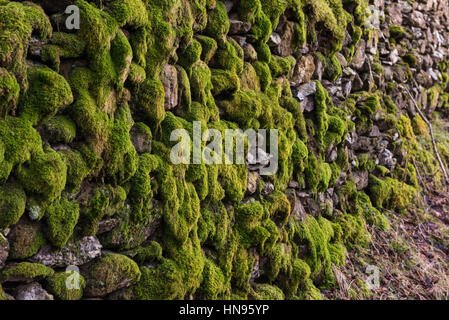 Moos auf Trockenmauer in Kentmere Stockfoto