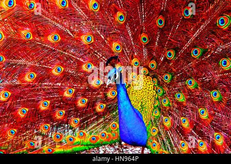 Digitale Malerei von einer schönen Pfau anzeigen Stockfoto