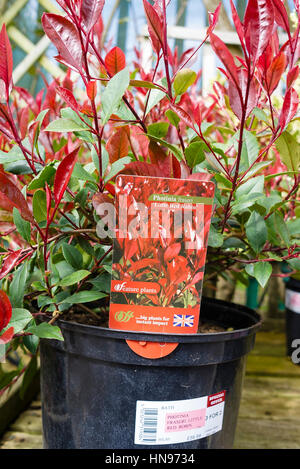 Photinia X fraseri Little Red Robin in einem 7,5 L Topf in ein Gartencenter zu verkaufen Stockfoto