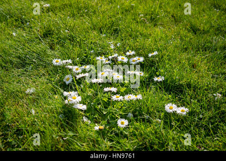 Wilden Gänseblümchen im Rasen Rasen wächst Stockfoto