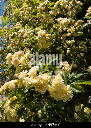 Rosa Banksiae blühen im Frühling in Großbritannien Stockfoto
