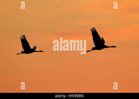 Zwei Kraniche / eurasischen Kraniche (Grus Grus) im Flug Silhouette gegen Sonnenaufgang / Sonnenuntergang Stockfoto