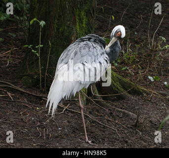 Asiatische White Himalaja-Kranich (Grus Vipio), Federn putzen Stockfoto