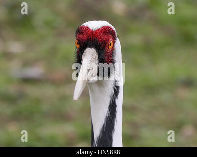 Asiatische White Himalaja-Kranich (Grus Vipio), Nahaufnahme des Kopfes, Stockfoto