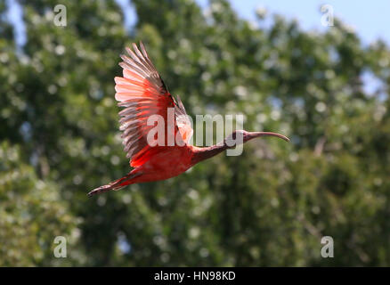 Juvenile südamerikanischen Scarlet Ibis (Eudocimus Ruber) im Flug Stockfoto