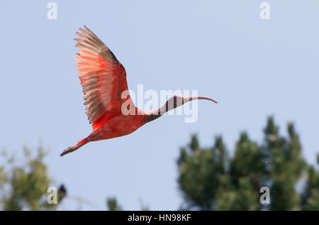 Juvenile südamerikanischen Scarlet Ibis (Eudocimus Ruber) im Flug Stockfoto