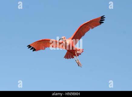 Nahaufnahme der Karibik Scarlet Ibis (Eudocimus Ruber) auf der Flucht vor einem blauen Himmel Stockfoto