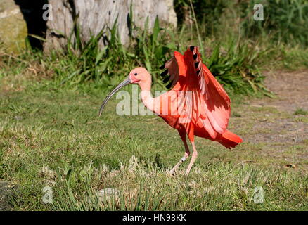 Nahaufnahme einer Karibik Scarlet Ibis (Eudocimus Ruber) aufsetzen. Stockfoto